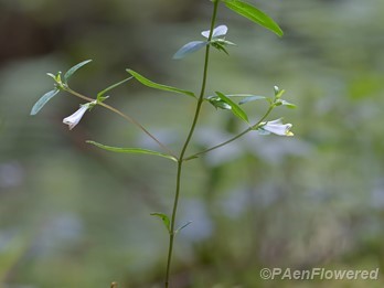 Plant form